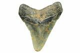 Juvenile Megalodon Tooth - North Carolina #294456-1